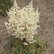 Astilbe japonica 'Ellie'