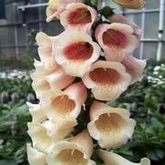 Digitalis purpurea 'Dalmatian Peach'