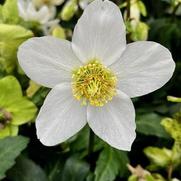Helleborus 'HGC Jasper' Helleborus 'HGC Jasper'