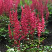 Astilbe japonica 'Red Sentinel'