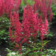 Astilbe japonica 'Red Sentinel' Astilbe japonica 'Red Sentinel'