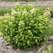 Hydrangea paniculata 'Little Hottie'