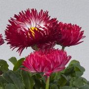 Bellis perennis 'Bam Bam Red' Bellis perennis 'Bam Bam Red'
