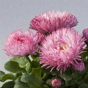 Bellis perennis 'Bam Bam Rose'