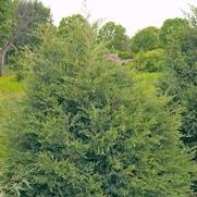 Juniperus virginiana