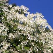 Clematis 'Paniculata' Clematis 'Paniculata'