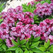 Kalmia latifolia 'Yankee Doodle' Kalmia latifolia 'Yankee Doodle'