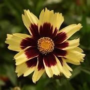 Coreopsis grandiflora 'Super Star'