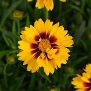 Coreopsis grandiflora 'Solanna Sunset Bright'