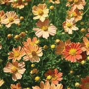 Coreopsis verticillata 'Creme Caramel'