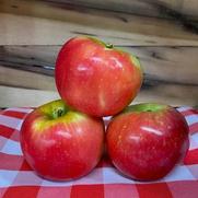 Malus domestica 'Royal Red Honeycrisp' Malus domestica 'Royal Red Honeycrisp'