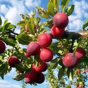 Prunus salicina 'Santa Rosa'