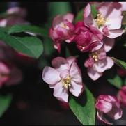 Malus hybrid 'Coralburst'