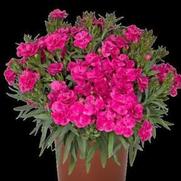 Dianthus caryophllus 'Peman Fancy Cerise'