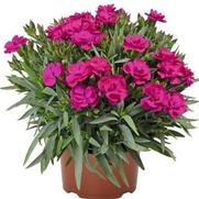 Dianthus hybrid 'Peman Violet'