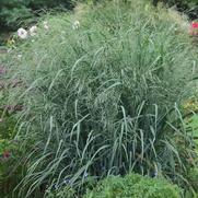 Panicum virgatum 'Blue Fountain'