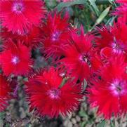 Dianthus hybrid 'Supra Crimson'