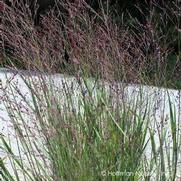Panicum virgatum 'Purple Tears' Panicum virgatum 'Purple Tears'