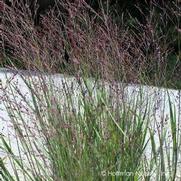 Panicum virgatum 'Purple Tears'