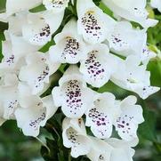 Digitalis purpurea 'Dalmatian White'