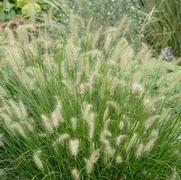 Pennisetum alopecuroides 'Hameln'