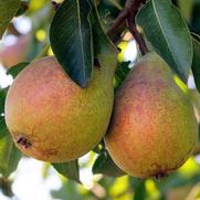 Pyrus communis 'Flemish Beauty'