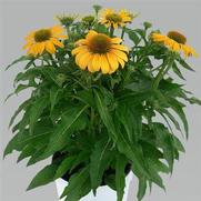Echinacea purpurea 'Guatemala Gold' Echinacea purpurea 'Guatemala Gold'