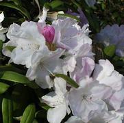 Rhododendron cat. 'Cunningham's White'