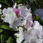 Rhododendron cat. 'Cunningham's White' Rhododendron cat. 'Cunningham's White'