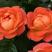 Rosa 'Orange Glow Knock Out'