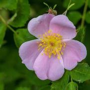 Rosa palustris