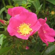 Rosa virginiana