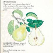 Pyrus communis 'Anjou' Pyrus communis 'Anjou'