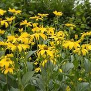 Rudbeckia lacinata 'Autumn Sun'