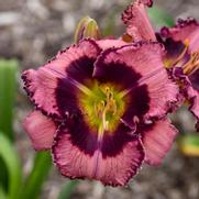 Hemerocallis hybrid 'Be Fruitful and Multiply'