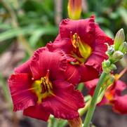 Hemerocallis hybrid 'Blazing Returns'