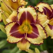 Hemerocallis hybrid 'Rainbow Rhythm Blazing Glory'