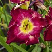 Hemerocallis hybrid 'Rainbow Rhythm Blood Sweat & Tears'