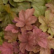 Heuchera x villosa 'Big Top Caramel Apple'