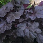 Heuchera hybrid 'Obsidian' Heuchera hybrid 'Obsidian'