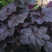 Heuchera hybrid 'Obsidian'