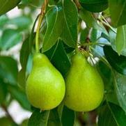 Pyrus communis 'Bartlett'