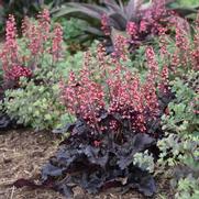 Heuchera hybrid 'Timeless Night'