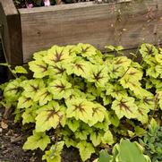 Heucherella hybrid 'Catching Fire'