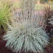 Schizachyrium scoparium 'Shining Star' Schizachyrium scoparium 'Shining Star'