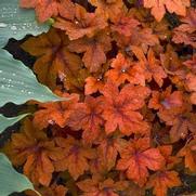 Heucherella hybrid 'Pumpkin Spice'