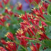 Spigelia marilandica 'Little Red Head'