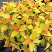 Spiraea japonica 'Double Play® Candy Corn™'