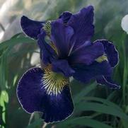 Iris siberica 'Golden Edge'