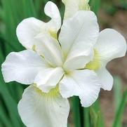 Iris siberica 'Gulls Wing'
